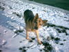 Deutscher Schäferhund Foto: Drago IV (ID 26619) Deutscher Schäferhund Hund