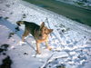 Deutscher Schäferhund Foto: Drago V (ID 26620) Deutscher Schäferhund Hund