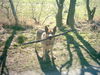 Deutscher Schäferhund Foto: Drago VI (ID 26621) Deutscher Schäferhund Hund