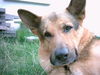 Deutscher Schäferhund Foto: Drago VII (ID 26623) Deutscher Schäferhund Hund