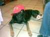 Deutscher Schäferhund Foto: Luna (ID 36388) Deutscher Schäferhund Hund