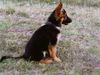 Deutscher Schäferhund Foto: Ares v. Macdiboia - jung (ID 9935) Deutscher Schäferhund Hund