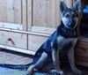 Deutscher Schäferhund Foto: meine Ricci (ID 13508) Deutscher Schäferhund Hund