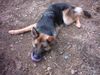 Deutscher Schäferhund Foto: Chica die Hündin meiner Schwester (ID 15944) Deutscher Schäferhund Hund