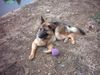 Deutscher Schäferhund Foto: Chica die Hündin meiner Schwester (ID 15945) Deutscher Schäferhund Hund