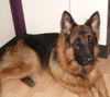 Deutscher Schäferhund Foto: Bexter 1 Jahr alt (ID 26144) Deutscher Schäferhund Hund