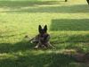 Deutscher Schäferhund Foto: Asso vom Endinger Städtle (ID 22439) Deutscher Schäferhund Hund