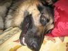 Deutscher Schäferhund Foto: *gähn* (ID 35509) Deutscher Schäferhund Hund