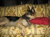 Deutscher Schäferhund Foto: Stör mich nicht beim schlafen! *gähn* (ID 35508) Deutscher Schäferhund Hund