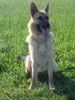 Deutscher Schäferhund Foto: Emma (Illa von den Sarazenern) (ID 19711) Deutscher Schäferhund Hund