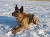 Deutscher Schäferhund Foto: Die Liebe meines Lebens: Jerry Lee (ID 33942) Deutscher Schäferhund Hund