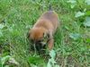 Deutscher Schäferhund Foto: Rex 3 Wochen alt. (ID 15905) Deutscher Schäferhund Hund