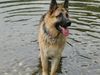 Deutscher Schäferhund Foto: Zakk (ID 14643) Deutscher Schäferhund Hund