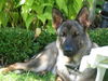Deutscher Schäferhund Foto: Bibby vom Treidelbrunnen (ID 33673) Deutscher Schäferhund Hund