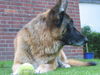 Deutscher Schäferhund Foto: frisch gewaschen (ID 32675) Deutscher Schäferhund Hund