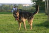 Deutscher Schäferhund Foto: was wollt ihr von mir? (ID 24940) Deutscher Schäferhund Hund