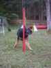 Deutscher Schäferhund Foto: Indira von der Bachhöle (ID 24831) Deutscher Schäferhund Hund