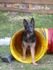 Deutscher Schäferhund Foto: Indira von der Bachhöle (ID 24829) Deutscher Schäferhund Hund