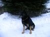 Deutscher Schäferhund Foto: Rex im Schnee (ID 17495) Deutscher Schäferhund Hund