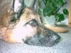 Deutscher Schäferhund Foto: Unser lieber Asco (ID 17974) Deutscher Schäferhund Hund