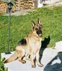 Deutscher Schäferhund Foto: Unser lieber Asco (ID 17975) Deutscher Schäferhund Hund