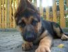 Deutscher Schäferhund Foto: Hallo bin die Jessie!!! (ID 33905) Deutscher Schäferhund Hund