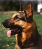 Deutscher Schäferhund Foto: Falk v. Weissenstein (ID 3489) Deutscher Schäferhund Hund