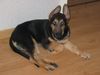 Deutscher Schäferhund Foto: Kiara Heute (ID 15384) Deutscher Schäferhund Hund