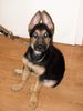 Deutscher Schäferhund Foto: Unsere Kiara (ID 14378) Deutscher Schäferhund Hund