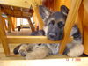 Deutscher Schäferhund Foto: Klang - 8 woche (ID 32058) Deutscher Schäferhund Hund