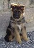 Deutscher Schäferhund Foto: Klang - 8 woche (ID 37206) Deutscher Schäferhund Hund