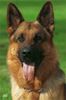 Deutscher Schäferhund Foto: Clausy vom Hause Höld (ID 28372) Deutscher Schäferhund Hund