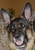 Deutscher Schäferhund Foto: meine maus cara 8,5 jahre-leider gestorben am 11.02.05 (ID 20211) Deutscher Schäferhund Hund