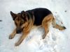 Deutscher Schäferhund Foto: Schneehund.... (ID 12315) Deutscher Schäferhund Hund