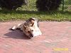 Deutscher Schäferhund Hund