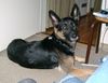Deutscher Schäferhund Foto: Lena mit den Fledermausohren (ID 4819) Deutscher Schäferhund Hund