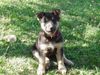 Deutscher Schäferhund Foto: JAKOB mit 10 Wochen (ID 2007) Deutscher Schäferhund Hund