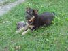 Deutscher Schäferhund Foto: JAKOB mit 10 Wochen im August 2002 (ID 2008) Deutscher Schäferhund Hund