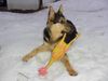 Deutscher Schäferhund Foto: JAKOB mit Lieblingshuhn heute, am 26.01.03 (ID 2010) Deutscher Schäferhund Hund