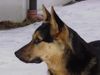 Deutscher Schäferhund Foto: JAKOB im Seitenprofil heute, am 26.01.03 (ID 2012) Deutscher Schäferhund Hund