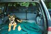 Deutscher Schäferhund Foto: Mal mit schlappohren (ID 4907) Deutscher Schäferhund Hund