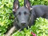 Deutscher Schäferhund Foto: Unsere Königin (ID 34418) Deutscher Schäferhund Hund