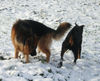 Deutscher Schäferhund Foto: Mit Kumpel Blacky (ID 27497) Deutscher Schäferhund Hund