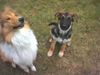 Deutscher Schäferhund Foto: schäfer-mix sindy mit feundin nana (ID 9455) Deutscher Schäferhund Hund