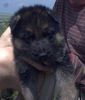 Deutscher Schäferhund Foto: Nando mit 5 Wochen isser net süssss *knuddel* (ID 2746) Deutscher Schäferhund Hund