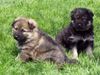 Deutscher Schäferhund Foto: die BÄRFALLEN- JUNGSTER (ID 11319) Deutscher Schäferhund Hund