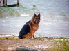 Deutscher Schäferhund Foto: meine altdeutsche schäferhündin inzwischen 5 1/2 jahre (ID 27047) Deutscher Schäferhund Hund