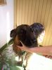 Deutscher Schäferhund Foto: Mag nicht Baden!! (ID 32487) Deutscher Schäferhund Hund