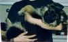 Deutscher Schäferhund Foto: Süsse 8 wochen!!! (ID 33952) Deutscher Schäferhund Hund