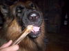Deutscher Schäferhund Foto: Hmmmm legger (ID 34021) Deutscher Schäferhund Hund